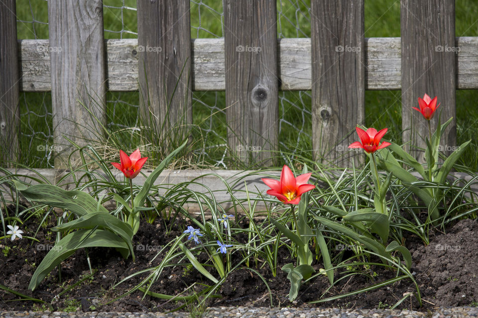 Blooming flowering plants