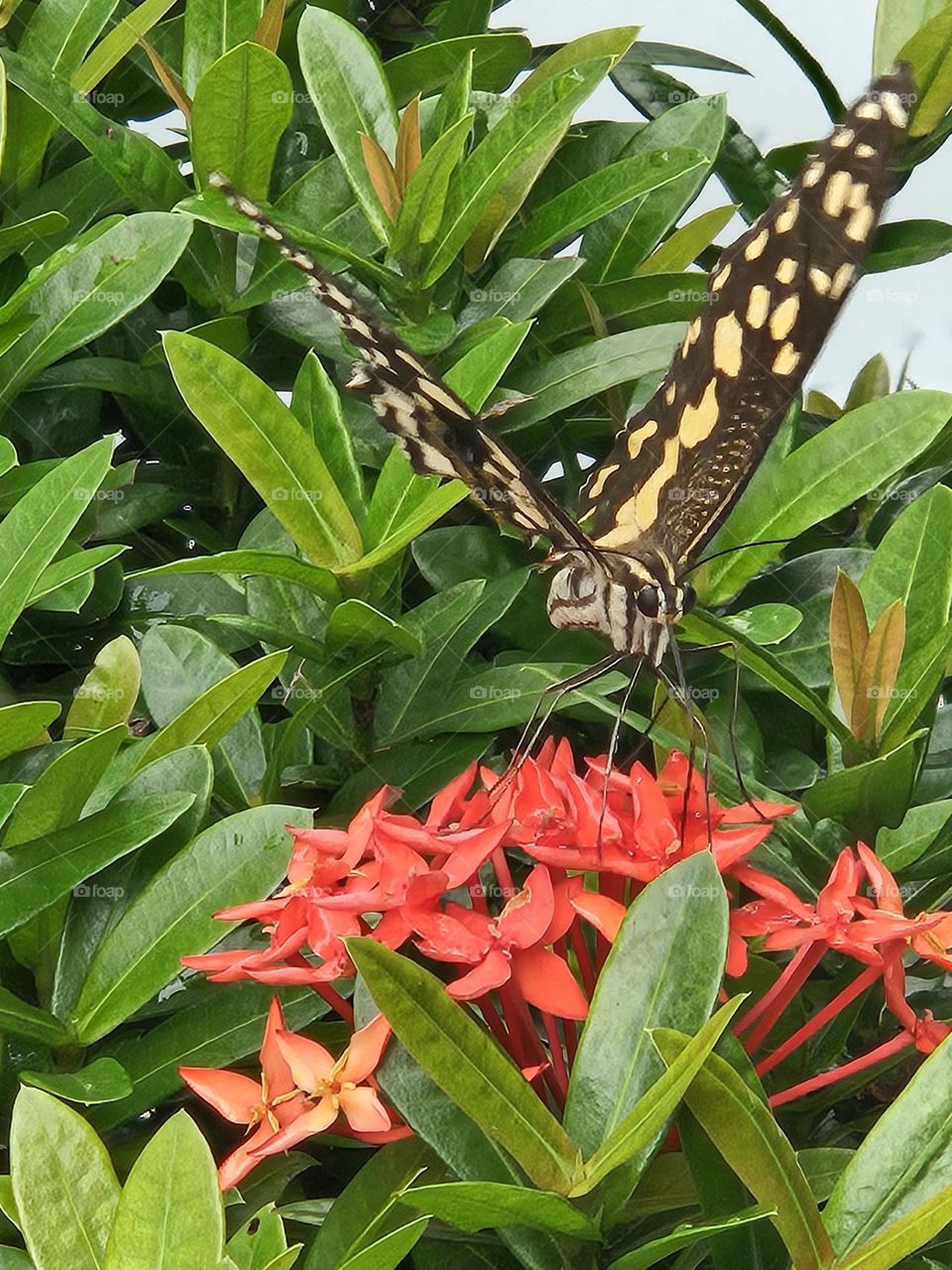 Butterfly collecting nectar red flower