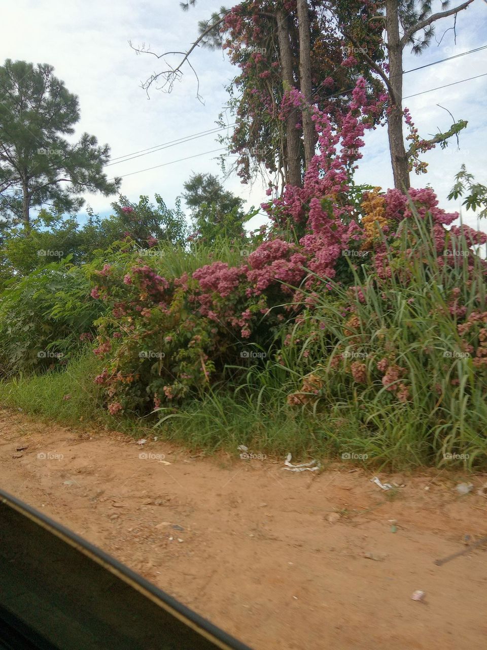 O encanto das flores