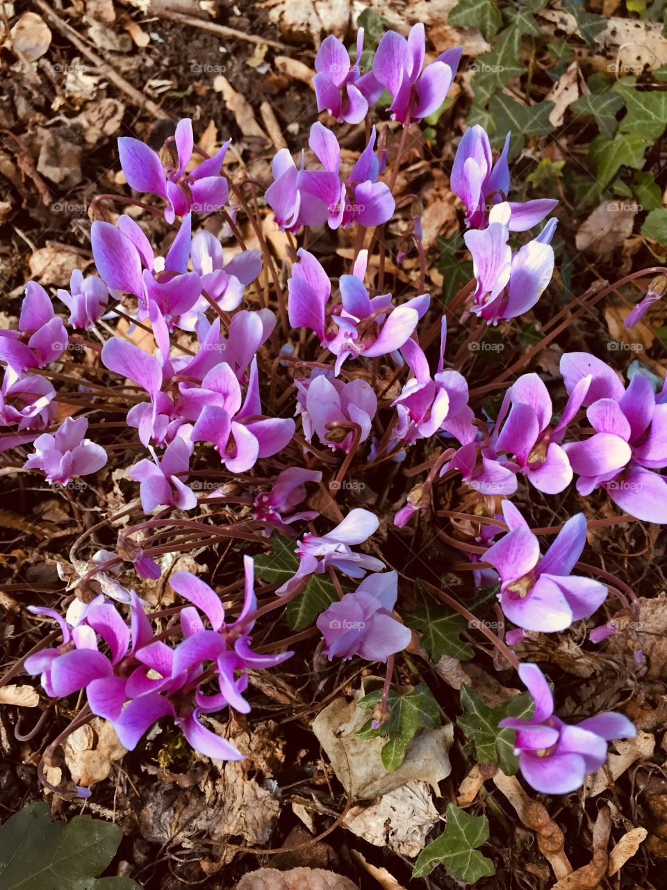 Wild purple cyclamen 