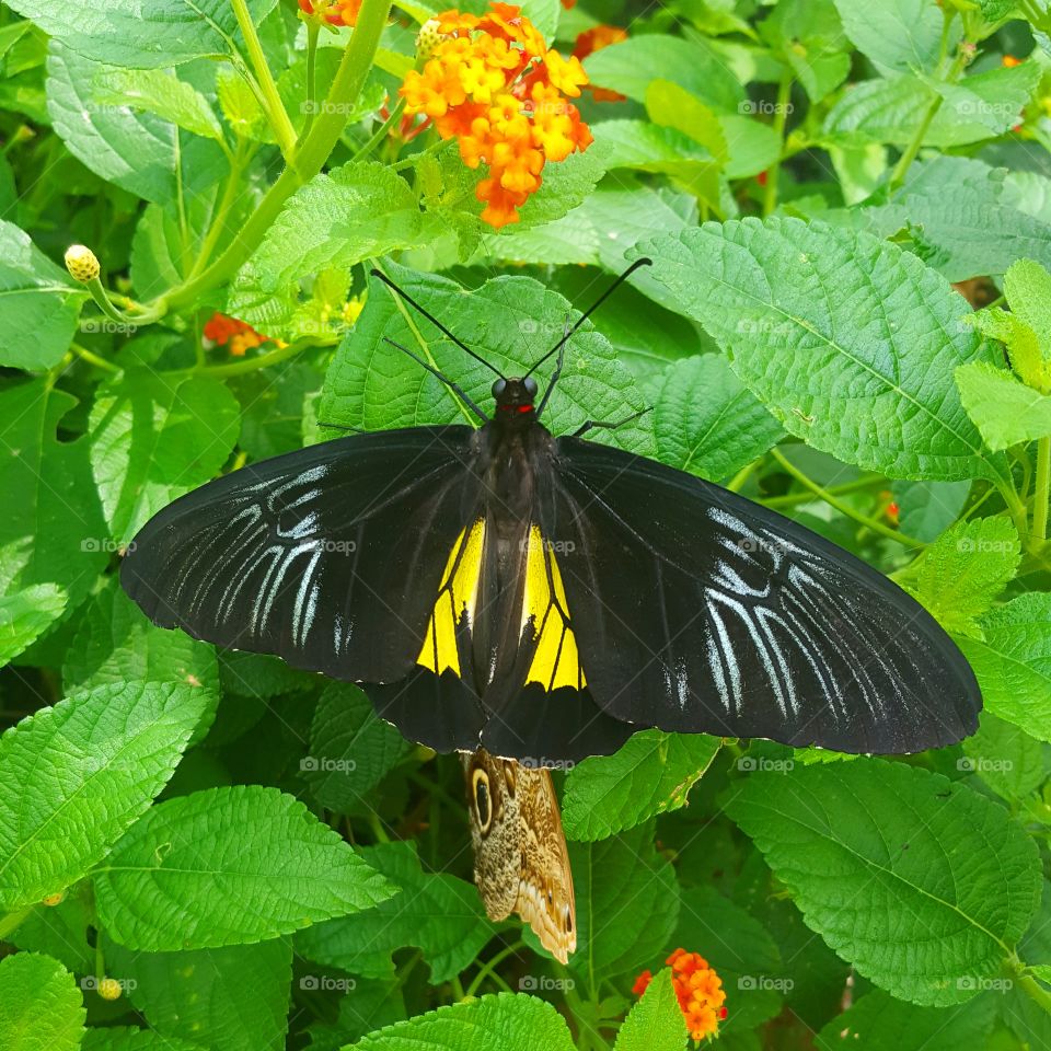 Butterfly, No Person, Nature, Insect, Outdoors