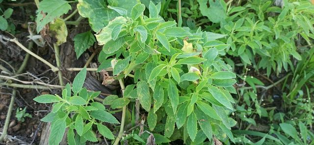 Medicinal plants in Mizo Hills