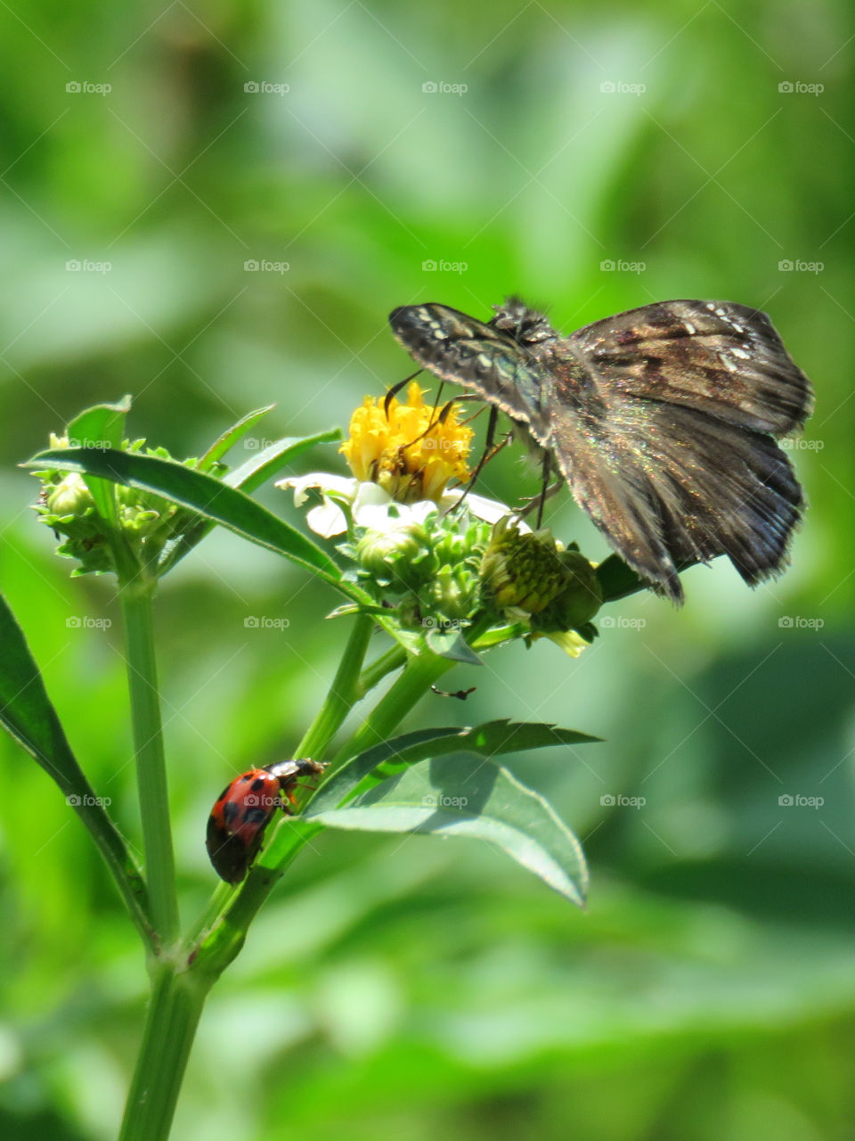 Duskywing and ladybug