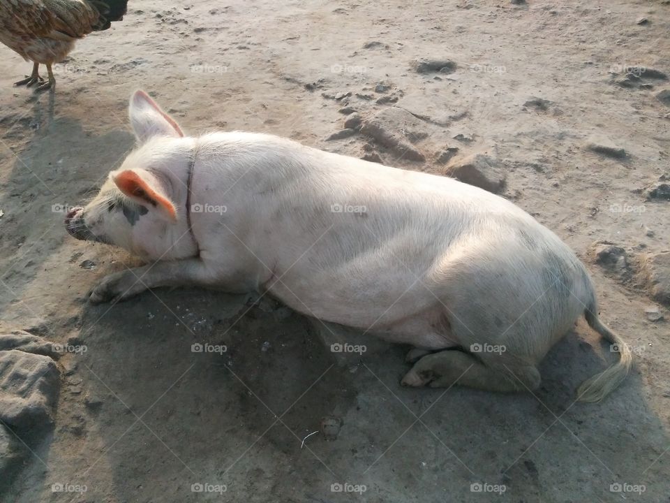 indian white boar picture.