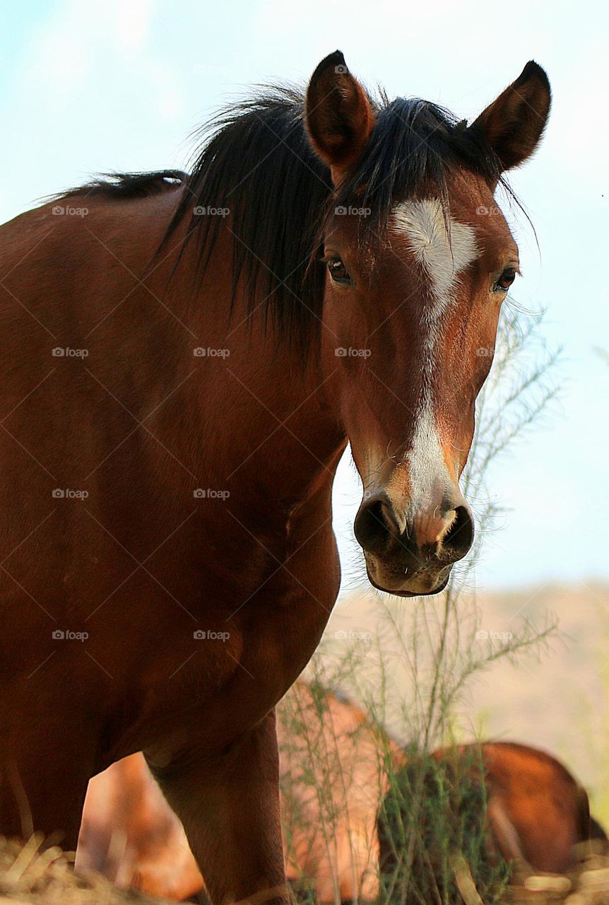 Portrait of a Wild Horse