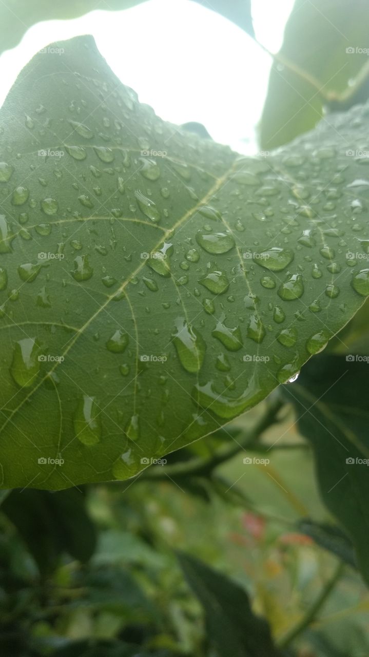 Avocado leaf