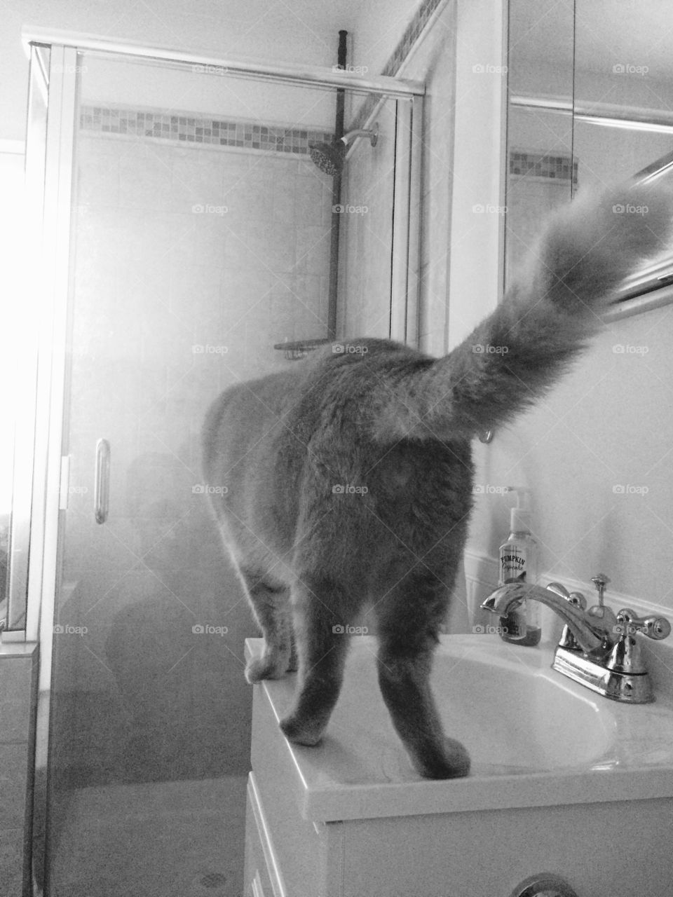 Cat in the sink