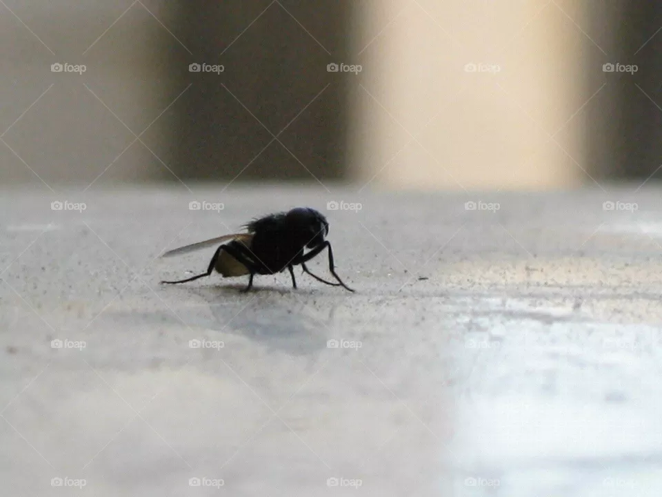 Fly