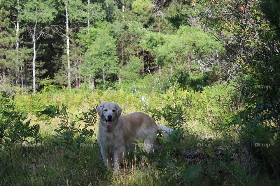 Walking in nature with my golden retriever Kaci