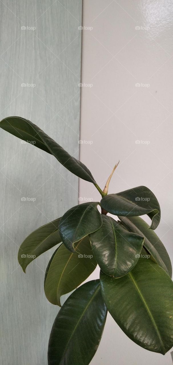 صورة عبارة عن اوراق الشجر