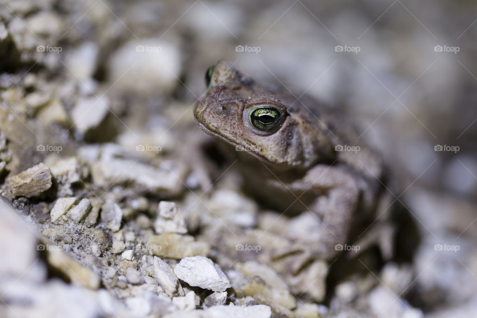 Green eyes frog.