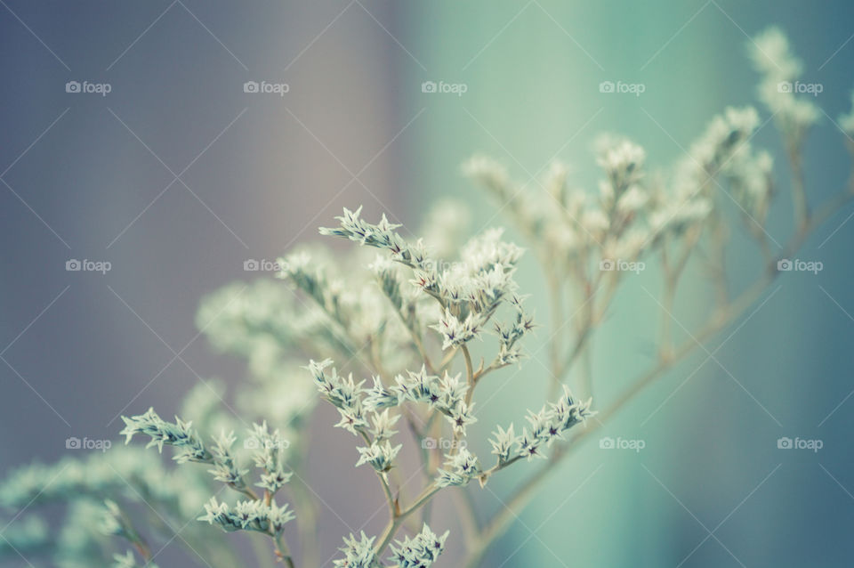 Close-up of flowers