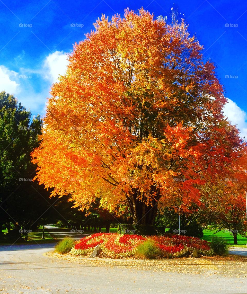 Autumn's colours