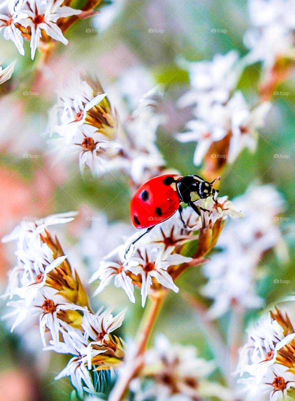 Ladybug