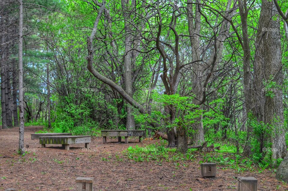 Scenic view of wooden bench in park