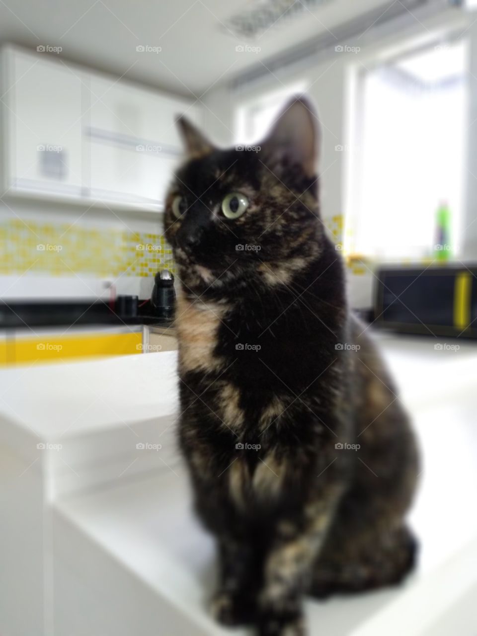cute cat in the kitchen