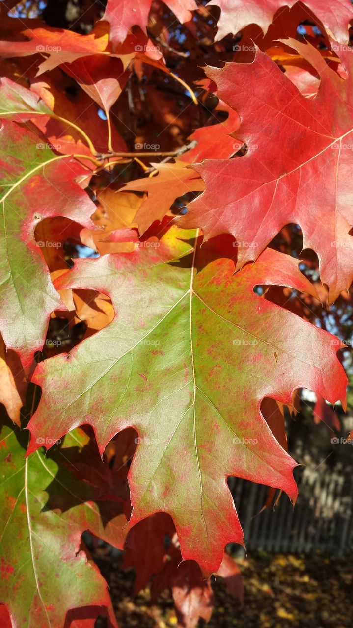 leaf in autumn