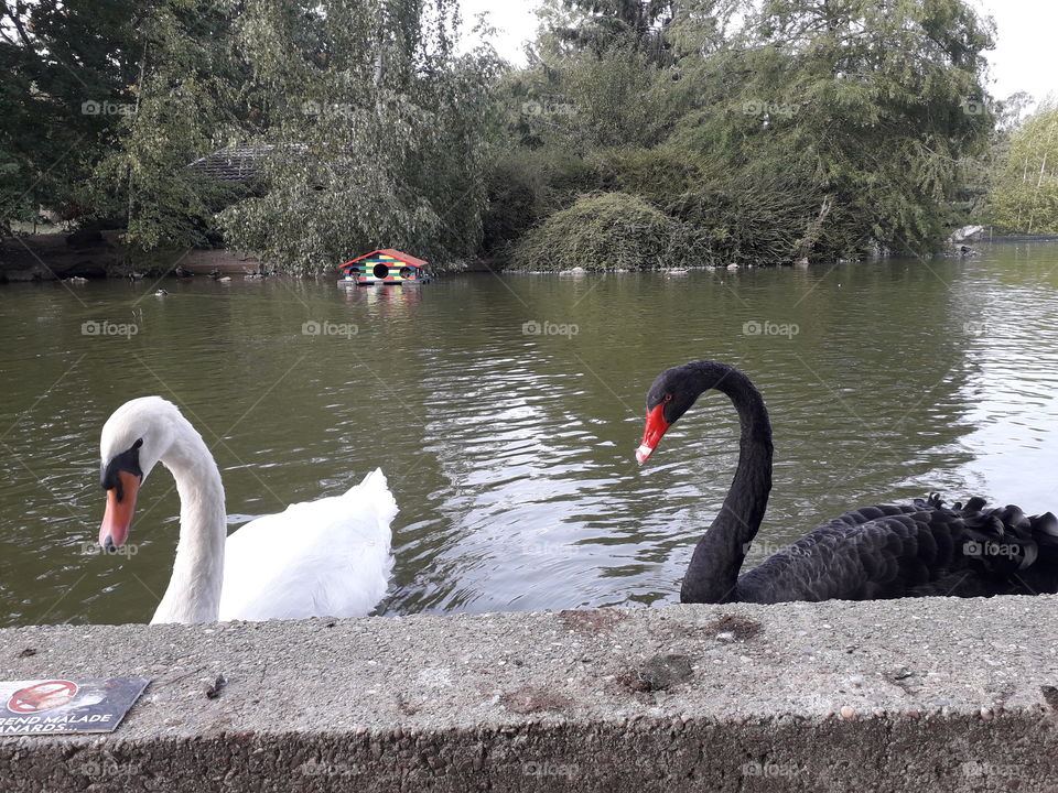 Black and white swans