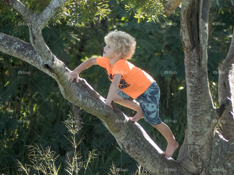 Child full of wonder climbing tree.  
