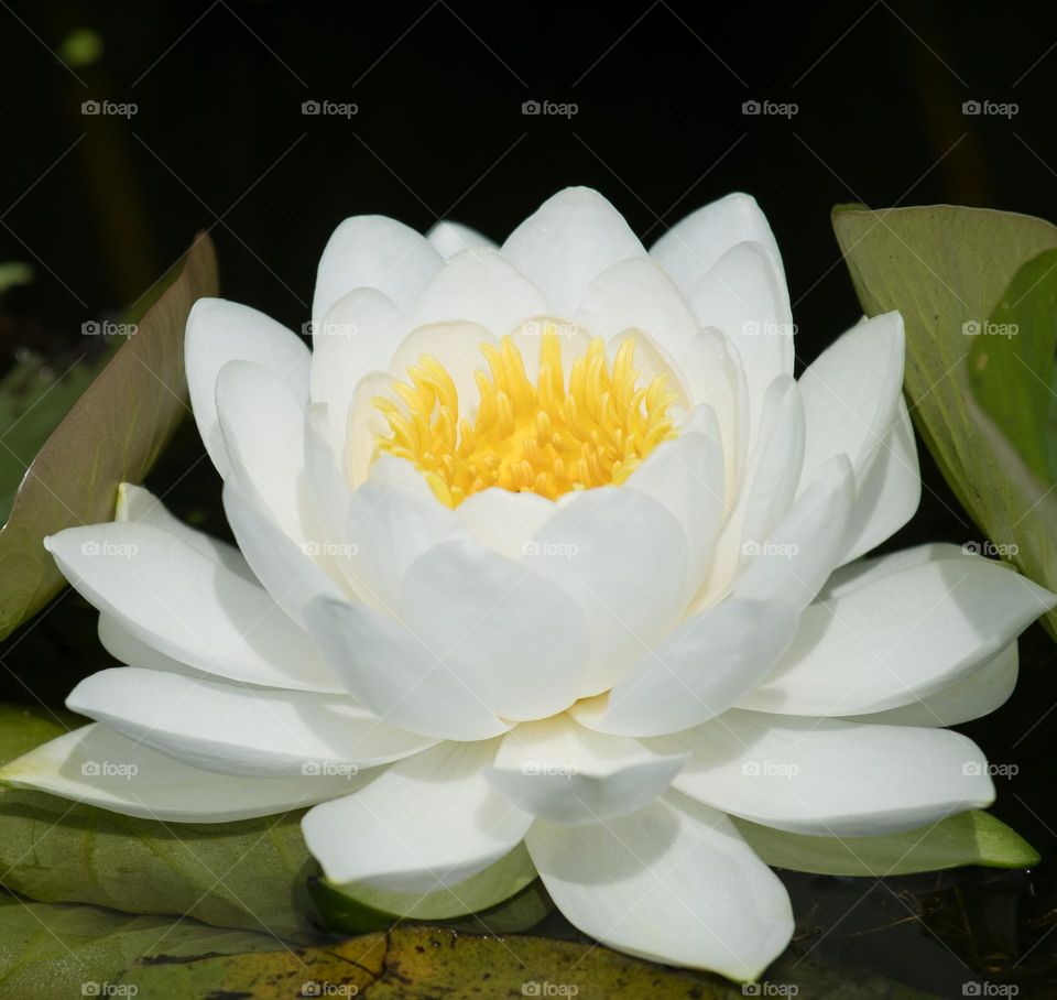 White pond lily