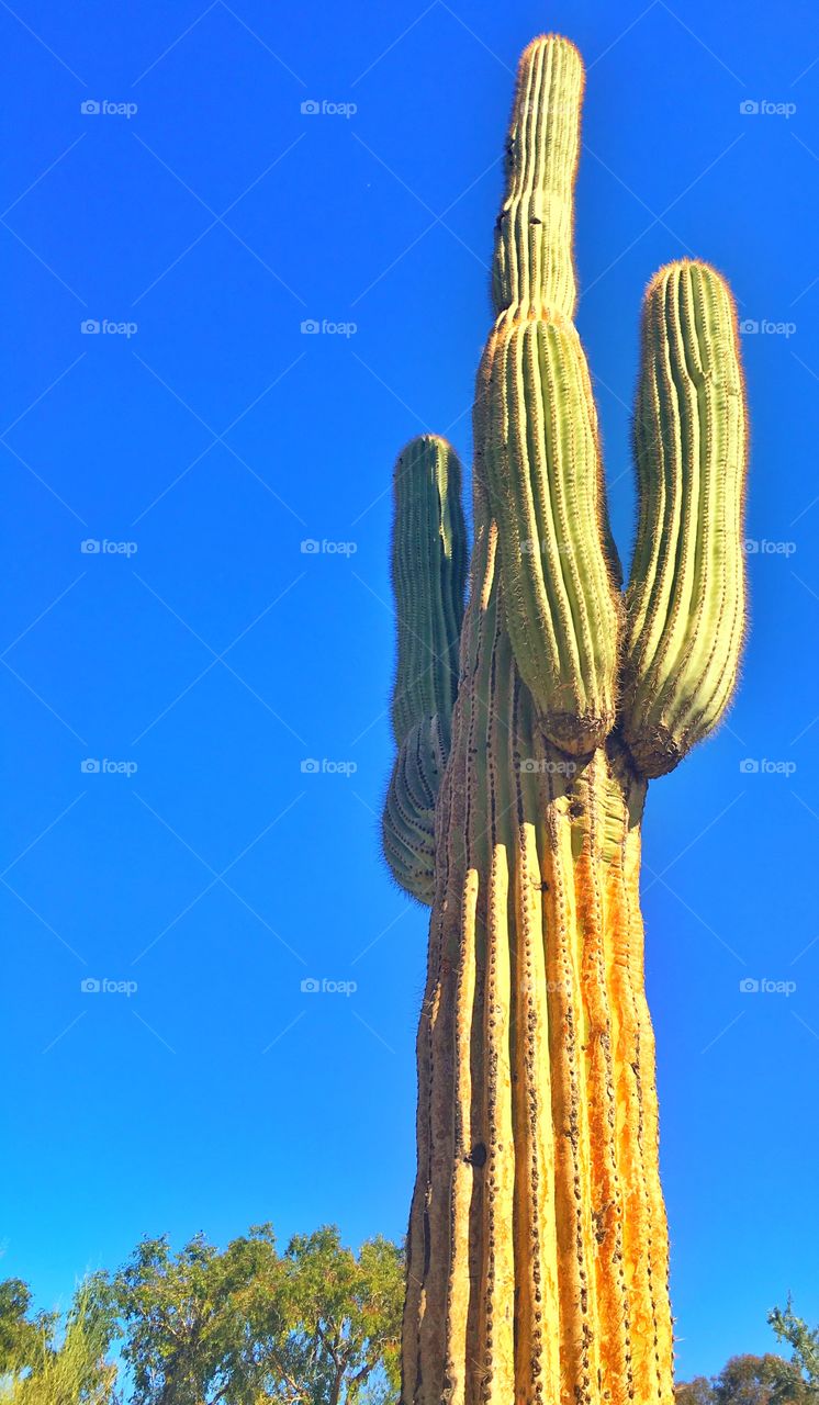 Saguaro 