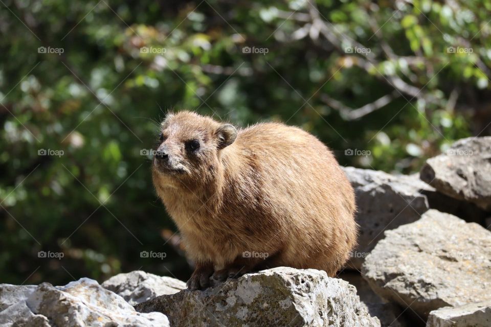 Rock Hyrax