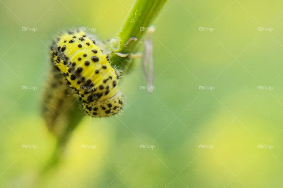 Caterpillar busted while eating. I hope. I didn't bother it. Hey, little buddy, sorry for the interruption.