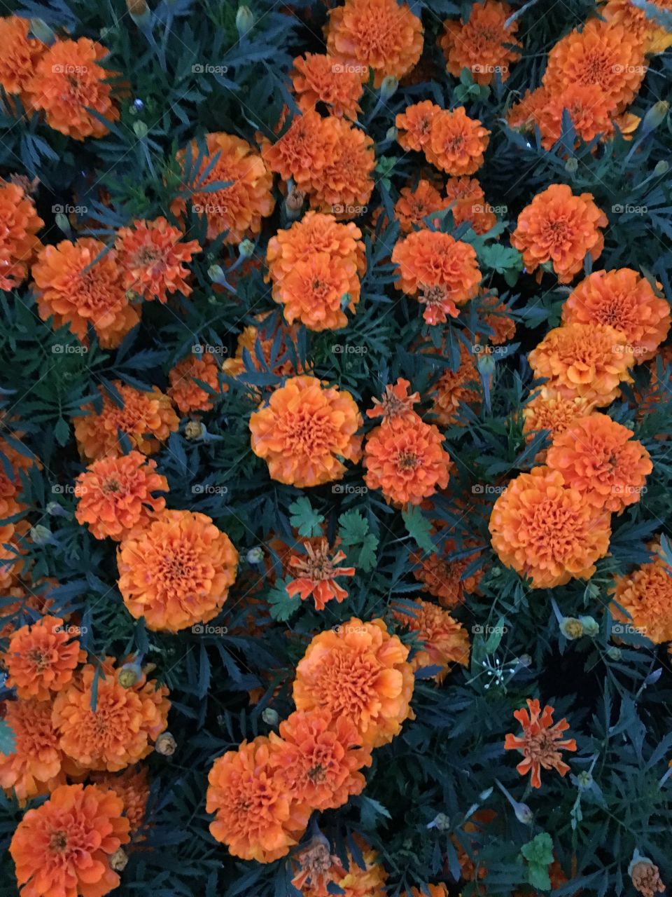 Orange marigold 