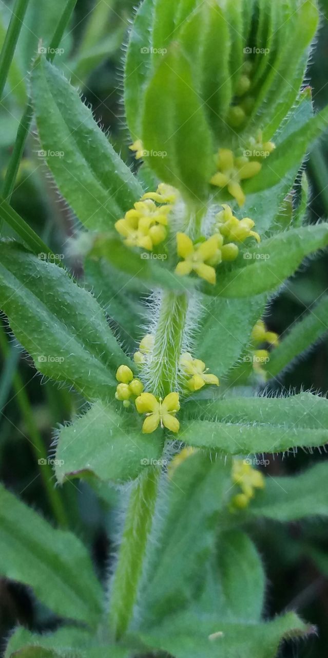 wild yellow blossoms