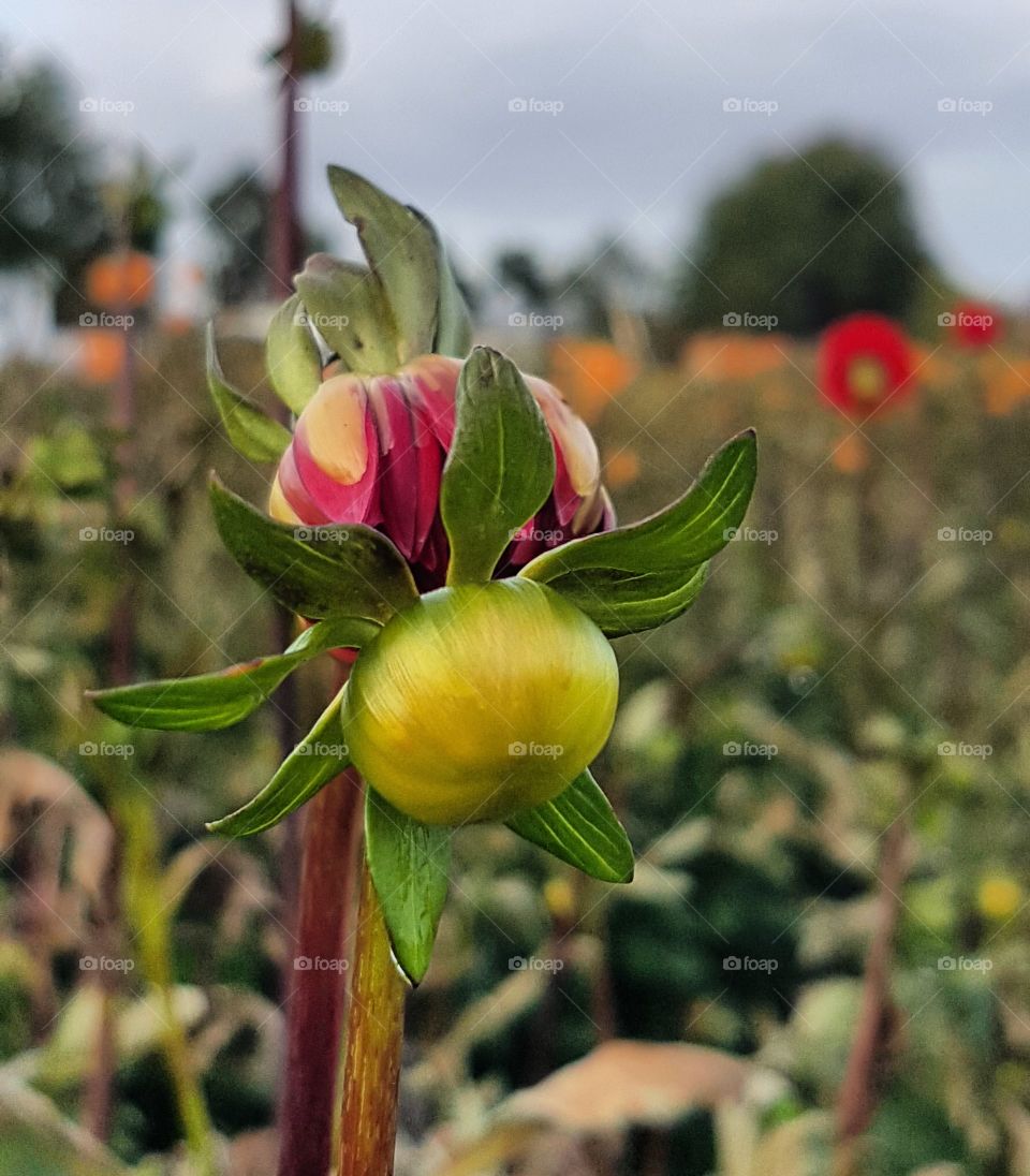 Blumen und Blüten in Oktober