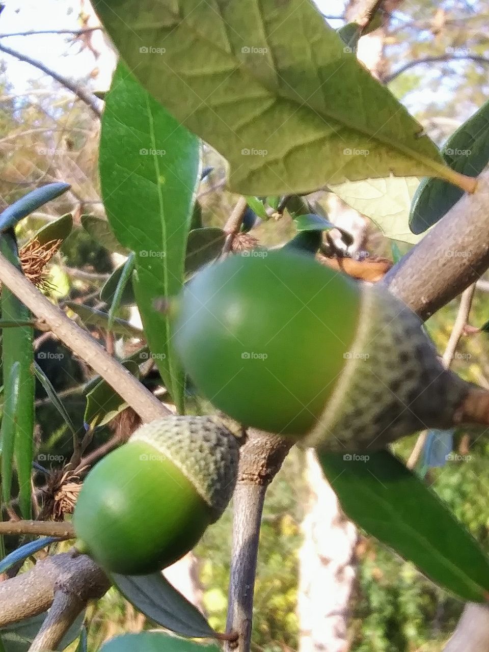 two acorns on a branch
