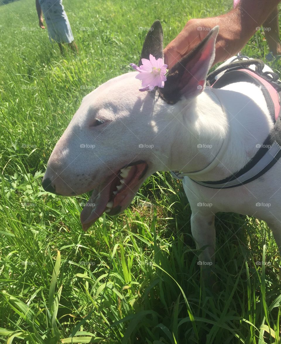 My happy dog with the flower 