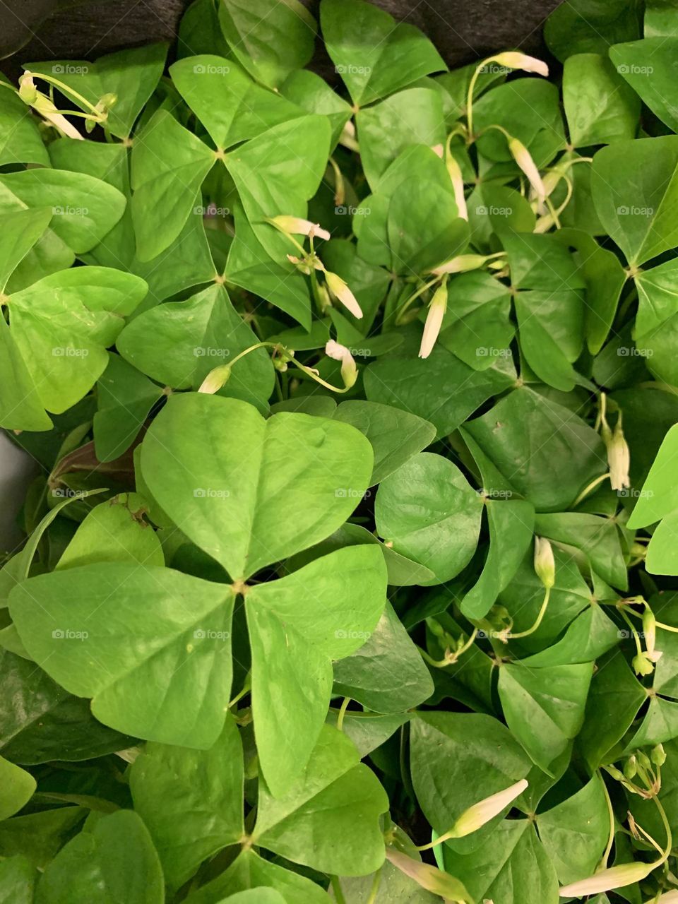 Green Clover Leaves - Green is a vibrant and eye-catching shade. It is a color you may use to make someone feel relaxed and calm or expand their imagination