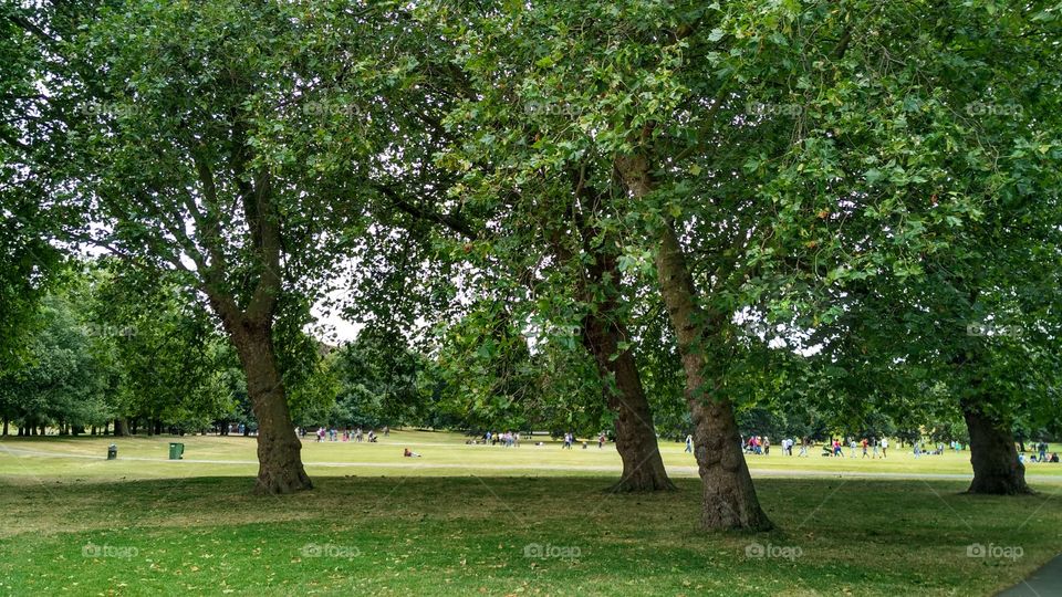 Tree, Landscape, Park, Leaf, Grass