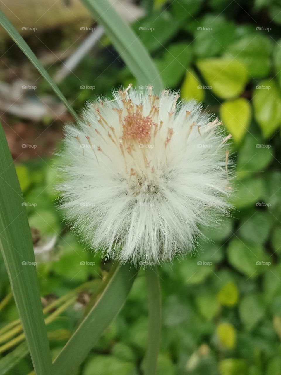 dandelion flower: a small flower that is ready to fly when the wind blows.