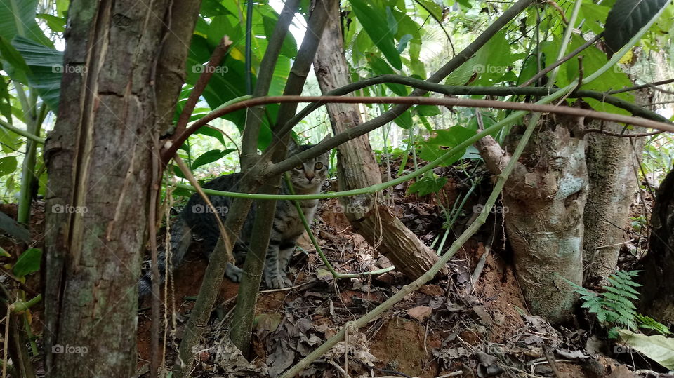 CAT, HIDDEN, SCARY IN DER MATO ZWISCHEN ZWEIGEN.