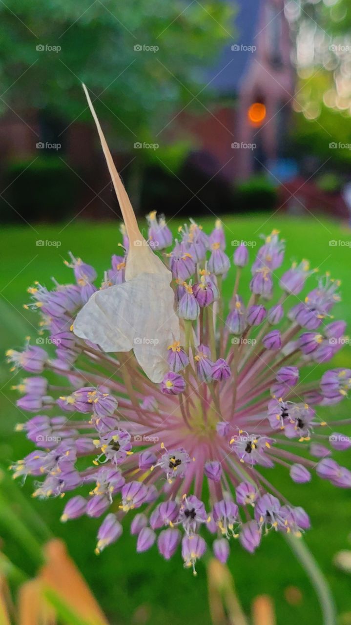 chives blooming in the garden