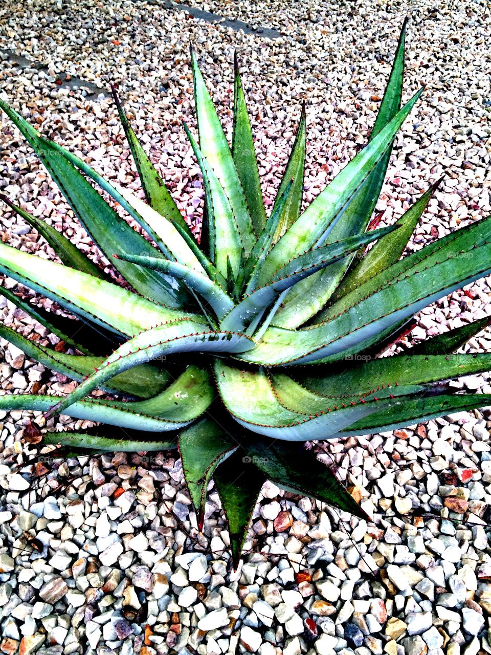 Aloes