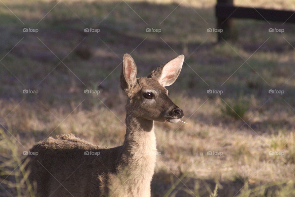 deer doe bambi animal wild