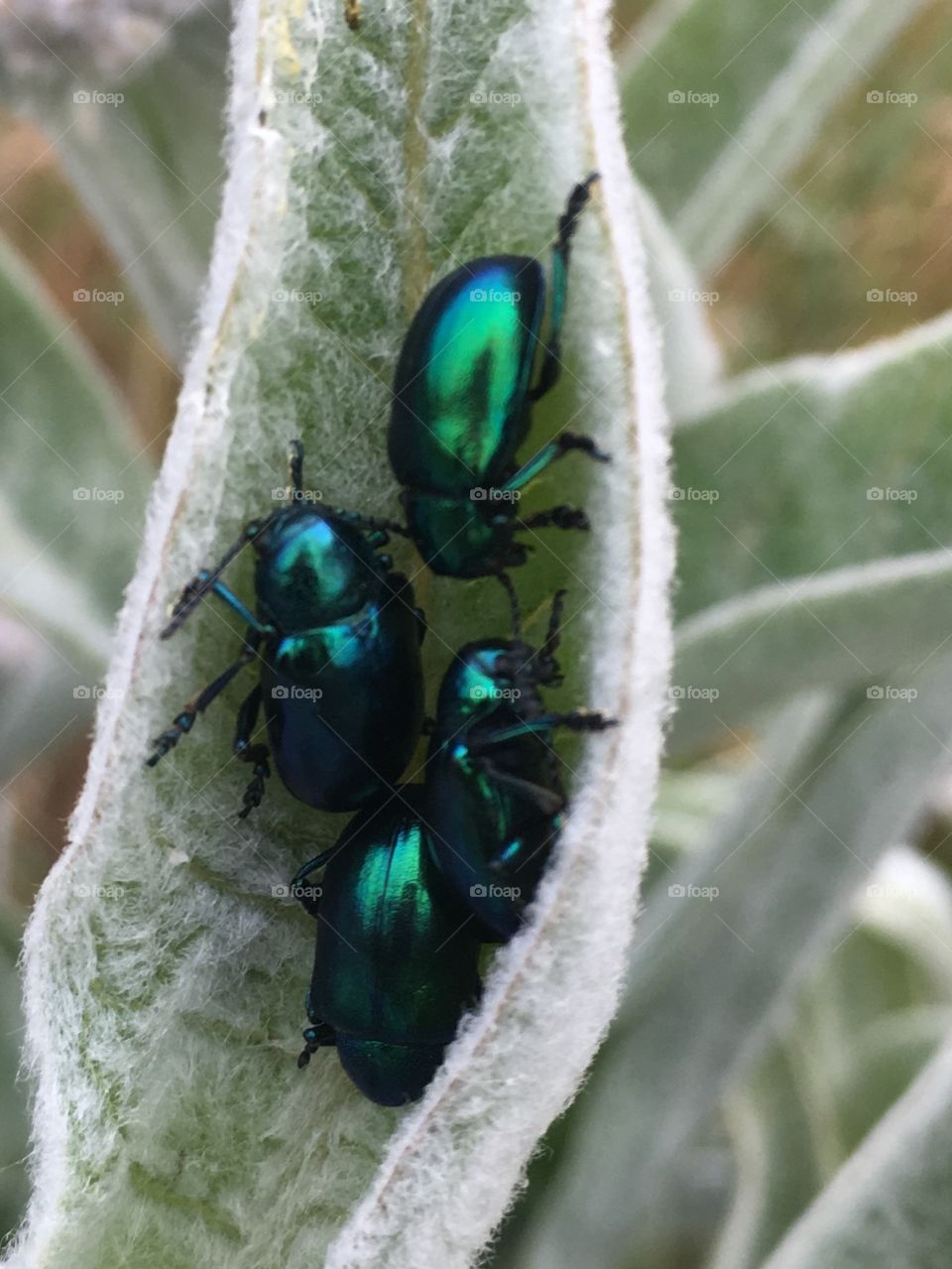 Beetles 🐜 