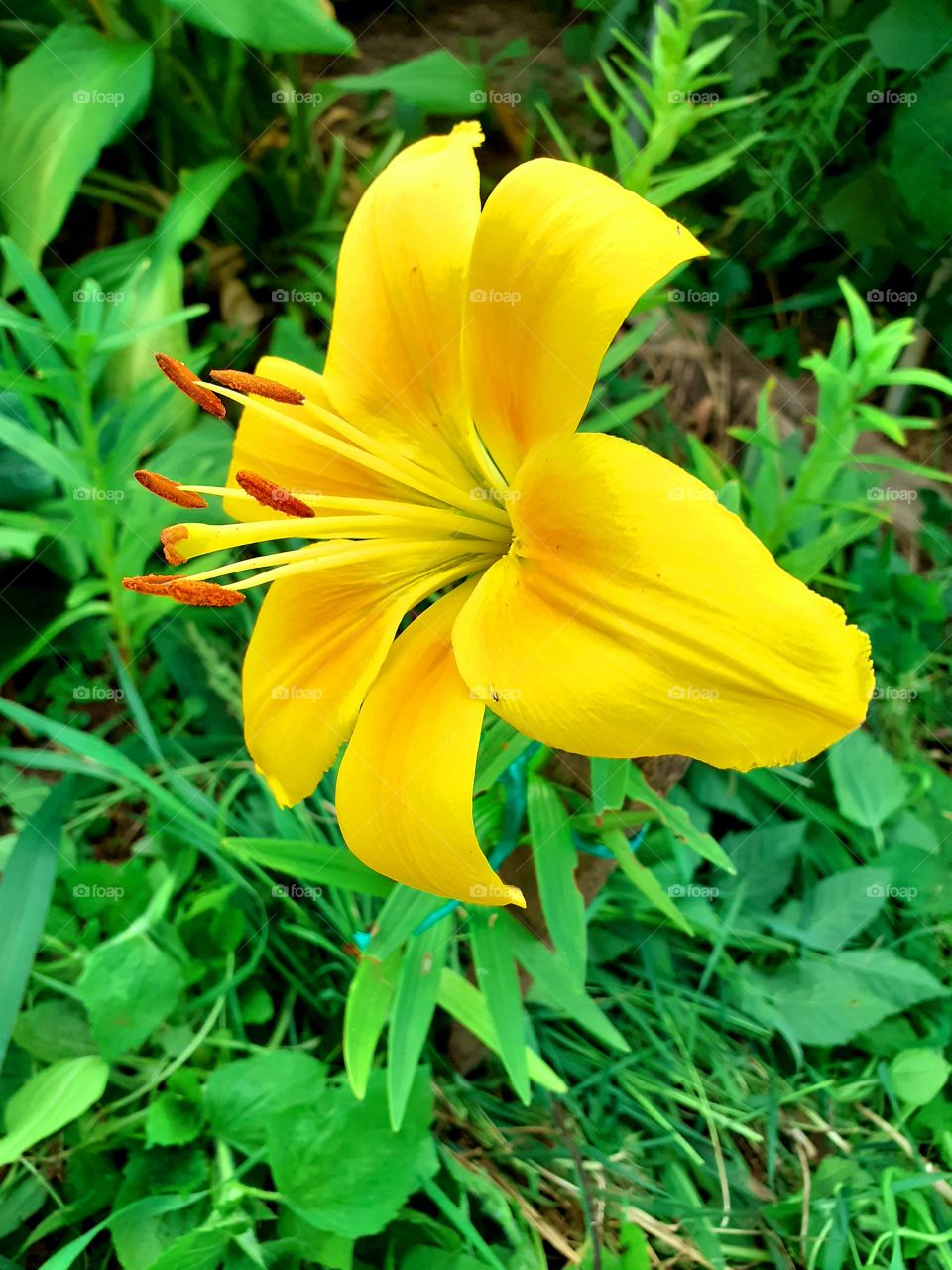 желтые лилии