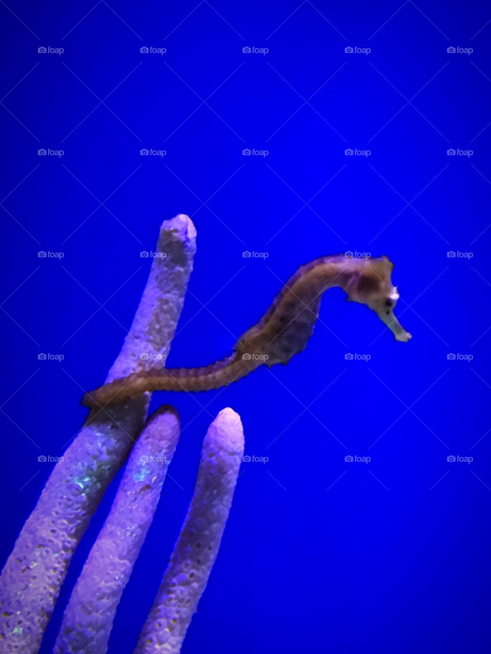 Seahorse 
