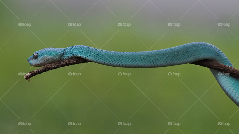 blue viper