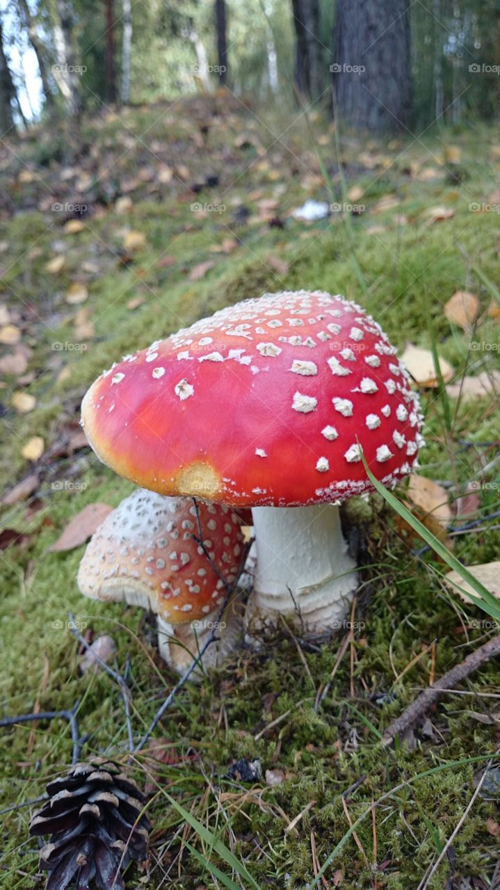 Magic Death cap in forest