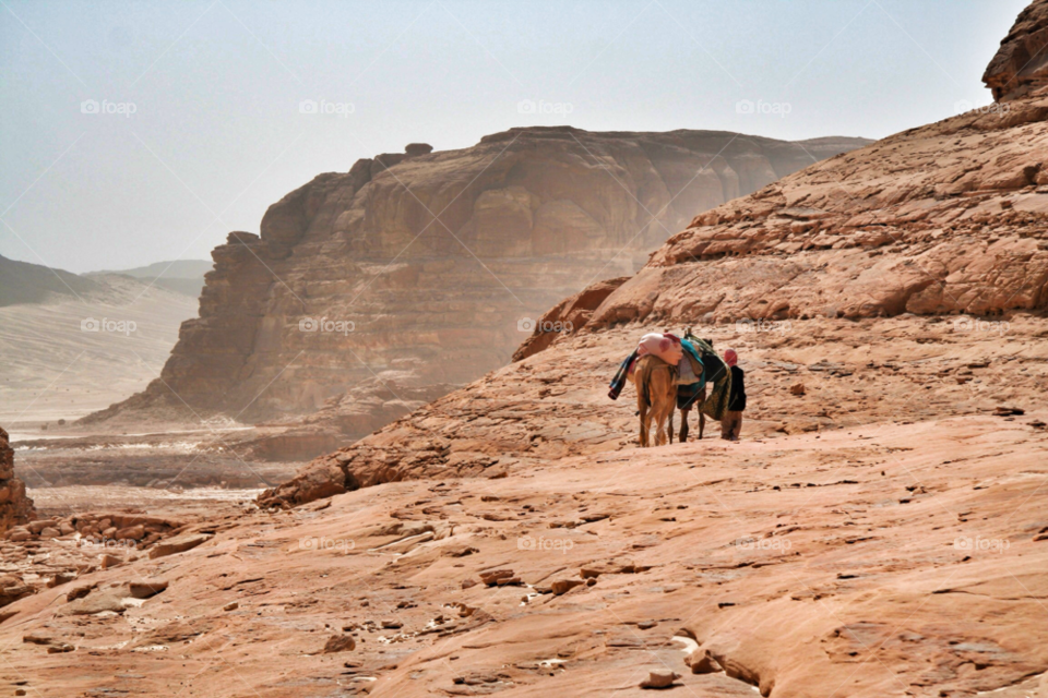 crossing sinai desert desert egypt camel by pandahat