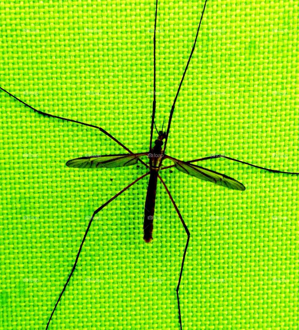 green sweden summer insect by marwoz