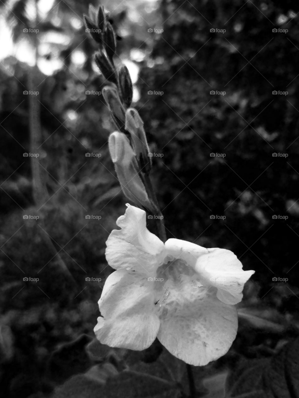 I love black and white,because color is making  complexity....