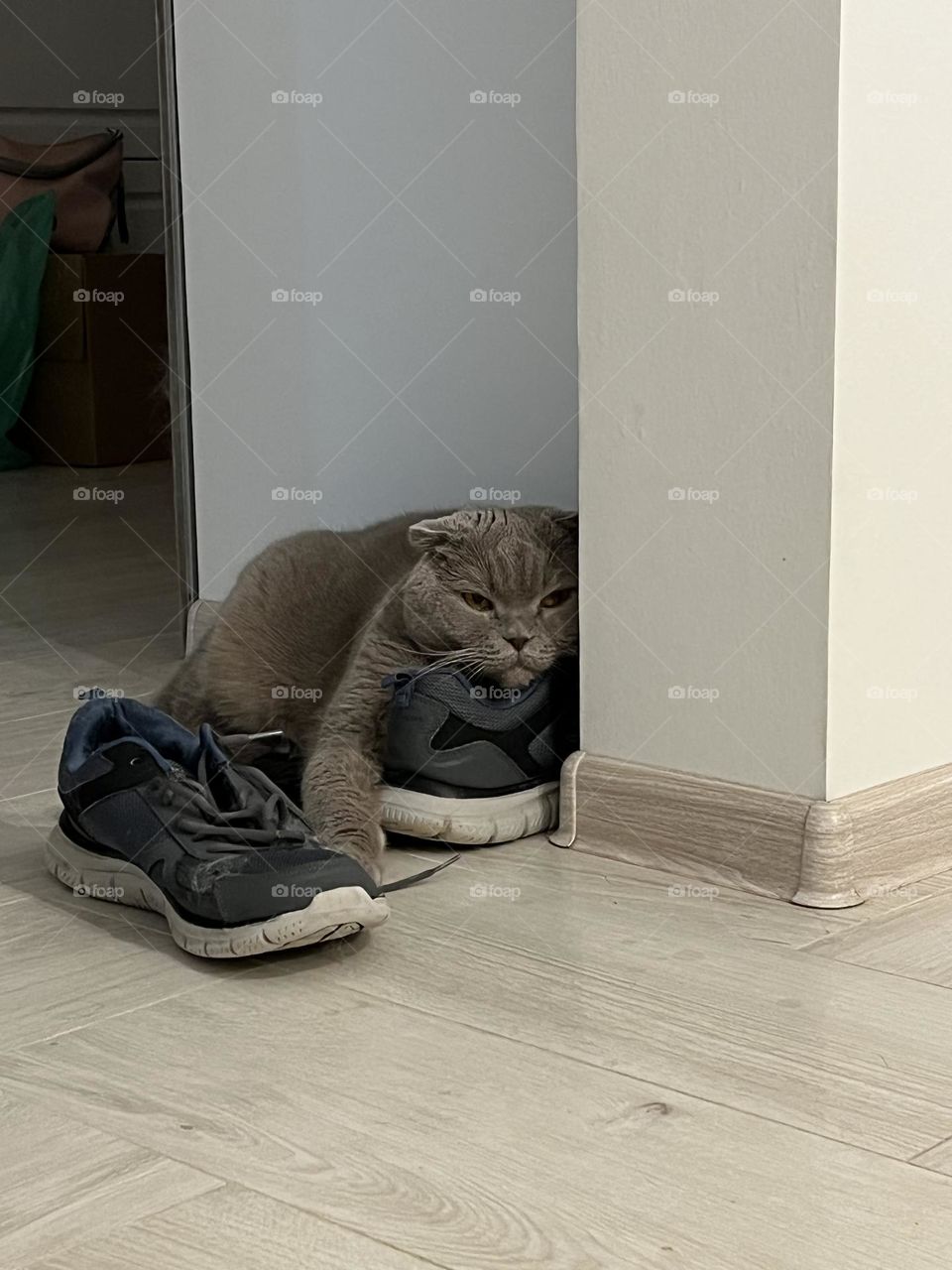 sad cat waiting for the owner from work