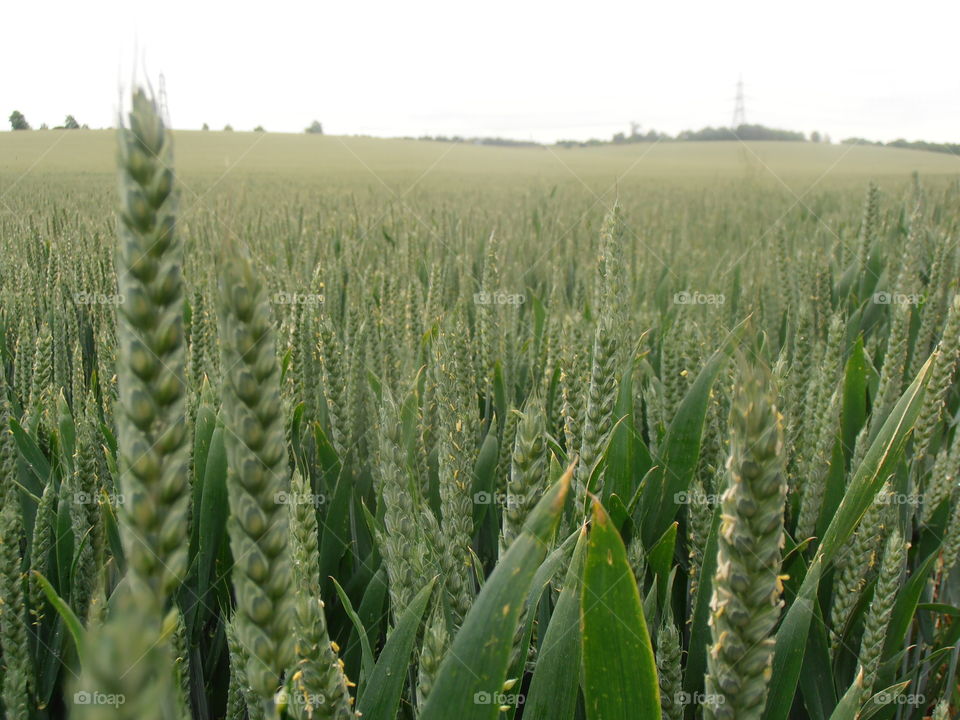 Wheat Crops Up Close