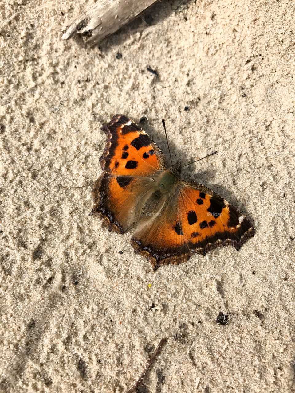 Beautiful butterfly 